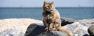 Четверть россиян готовы отказаться от отпуска ради кота